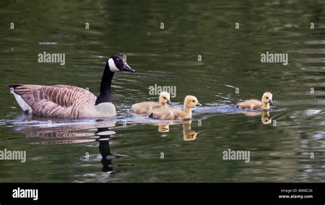 Mother goose and baby goose hi-res stock photography and images - Alamy