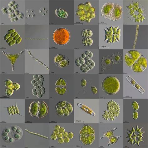 Algae Under Microscope - Biology Notes Online