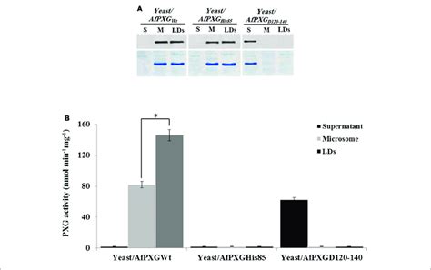 Expression Subcellular Localization And Enzymatic Activity Of Afpxg Download Scientific