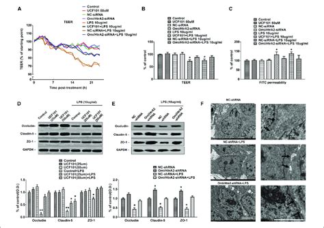 Omi Htra Regulates Lps Induced Loss Of Brain Endothelial Barrier