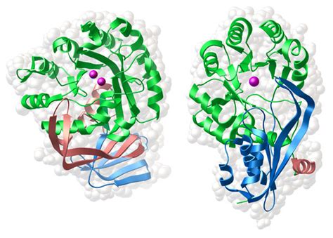 Pdb 101 Learn Structural Biology Highlights Targeting Enzyme Function With Structural Genomics