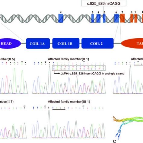 The Inscagg Frameshift Mutation In Lmna Gene A Schematic View