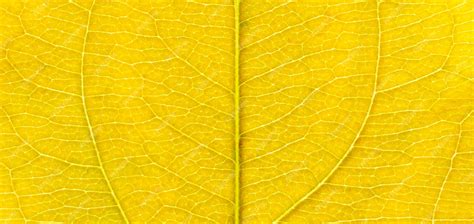 Premium Photo Closeup Leaf Macro Photography Yellow Leaf Veins Texture