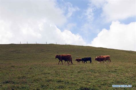 Scenery Of Dahaicao Mountain In Southwest Chinas Yunnan Cn