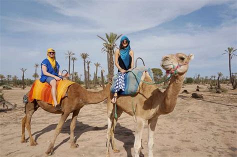 Marrakech Half Day Camel Ride In Palm Grove Getyourguide