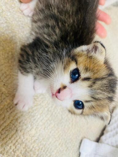 子猫の里親さん募集中です。 やん坊 むつの猫の里親募集｜ジモティー