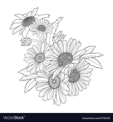 Outline simple daisy drawing Royalty Free Vector Image