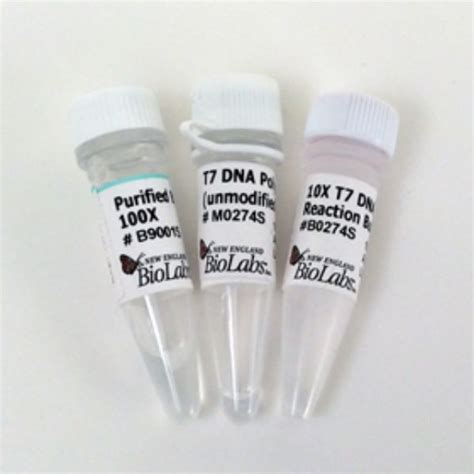 RSC EStore L T7 DNA Polymerase Unmodified