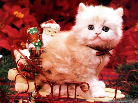 Puppy And Kitten Christmas Wallpapers Wallpaper Cave