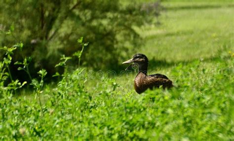 Mallard Duck Drake stock photo. Image of pond, autumn - 131056584