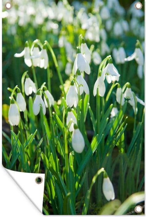 Tuindecoratie Veld Van Sneeuwklokjes X Cm Tuinposter Bol