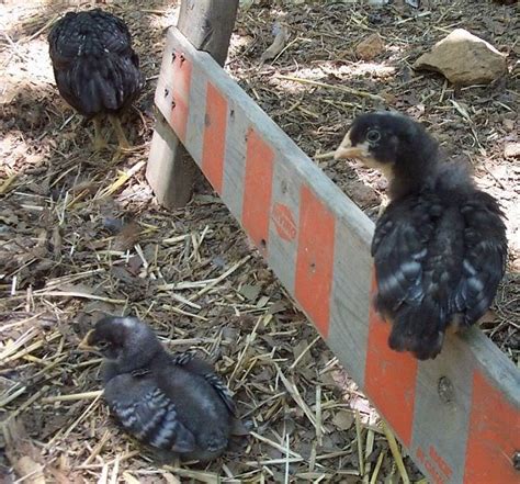 Barred Rock Chickhow To Tell 2 3 Weeks Old