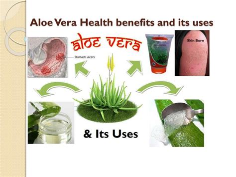 Ppt Aloe Vera And Its Uses Powerpoint Presentation Free Download