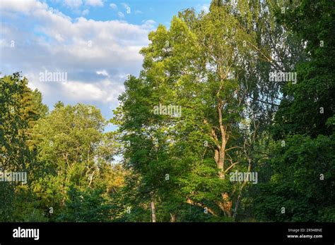 50 shades of green Stock Photo - Alamy