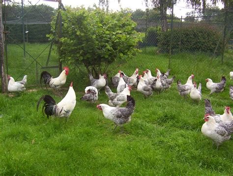 Connaitre Les Meilleures Poules Pondeuses Pour Avoir De Bons Oeufs