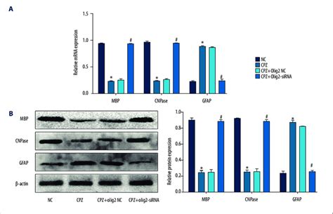 Olig2 Silence Increases MBP And CNPase But Decreases GFAP Expression