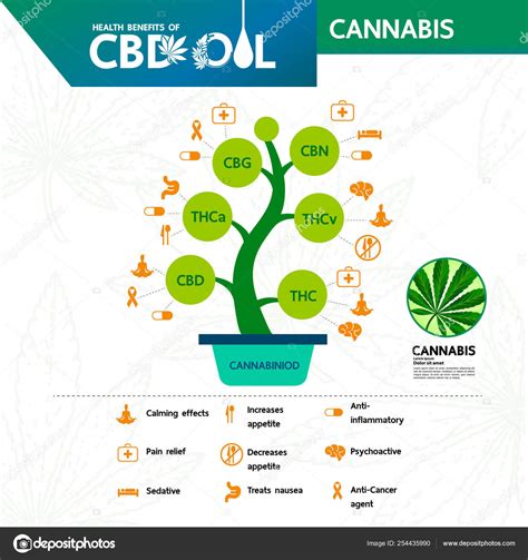 Cannabis Benefits Health Vector Illustration Stock Vector by ©teerasalai@hotmail.com 254435990