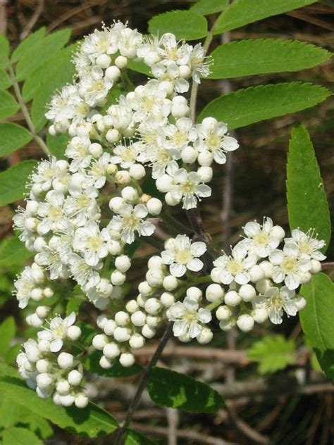 Mountain Ash Flowers Prudence