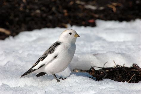 The White Birds In North Dakota Id Photo Call Guide