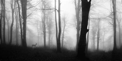 Black & white stag & misty forest wallpaper mural - Feathr™ Official Site