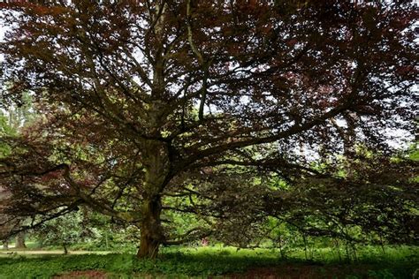 Un Enorme Rbol Viejo En El Bosque Con Ramas Extendidas Un Lugar Para