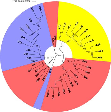 Maximum Likelihood Phylogenetic Tree For The 43 Sequenced Individuals