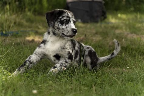 Seri Se Aussiedor Z Chter Mit Welpen In Der N He Liste Hunde De