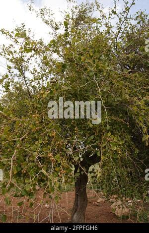 Espina De Cristo Azufaifa Rbol Ziziphus Spina Christi Fotograf A De