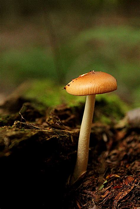 Skinny Mushroom Cathedral State Park Zodia81 Flickr