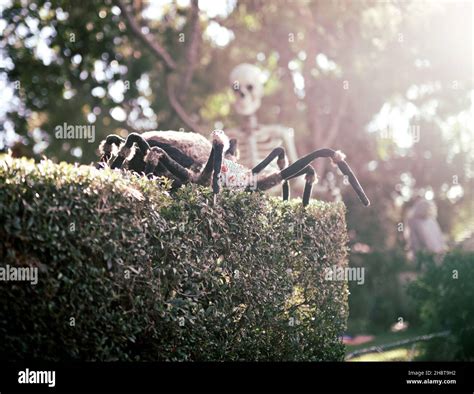 Giant Spider Halloween decoration on fence Stock Photo - Alamy