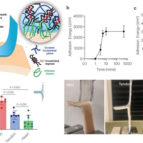 Chitosan Topological Adhesion Depends On PH Polymer Concentration And