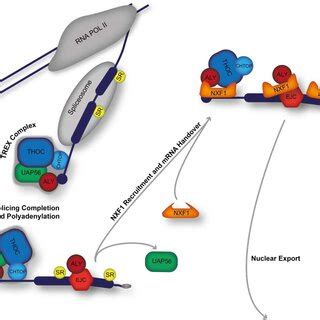 The mRNA nuclear export pathway. The bulk of mRNA is exported into the ...