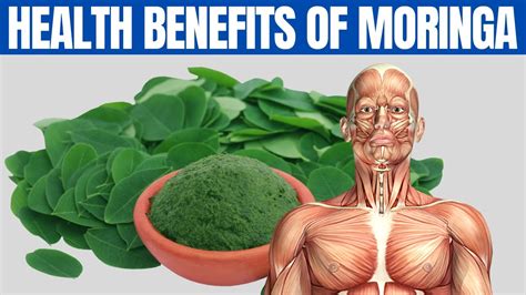 Moringa Benefits 16 Amazing Health Benefits Of Moringa You Should