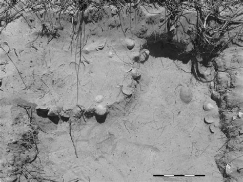 Tortoise Burial As Discovered At Kn2005067 Square N8 The Midden