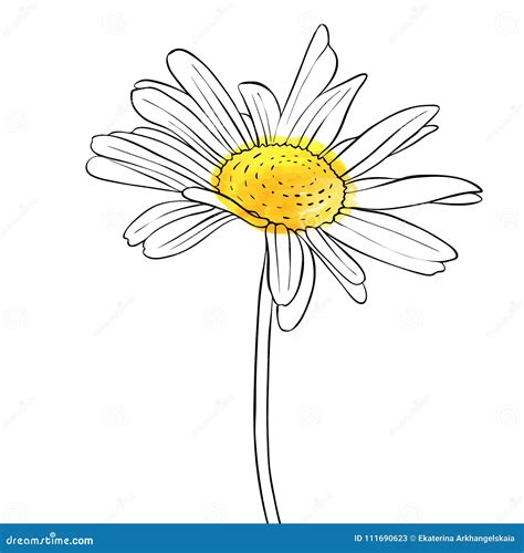 Margarita Blanca Flor Amarilla PNG Margarita Flor 48 OFF