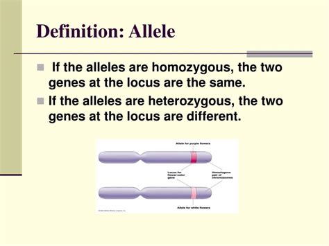 PPT Chapter 2 Lecture Notes And Behavior Genetics PowerPoint