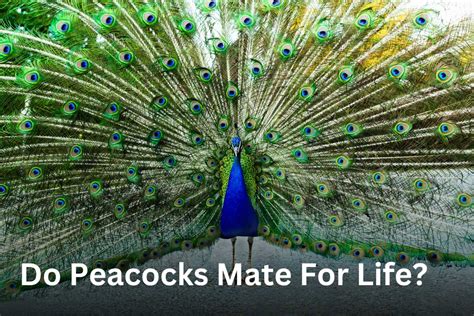 Do Peacocks Mate For Life