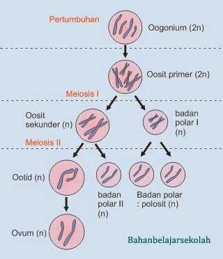 Proses Spermatogenesis Dan Oogenesis Sinau