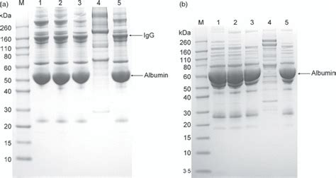 Sds Page Analysis Of The Platelet Fractions Under Non Reduced A And