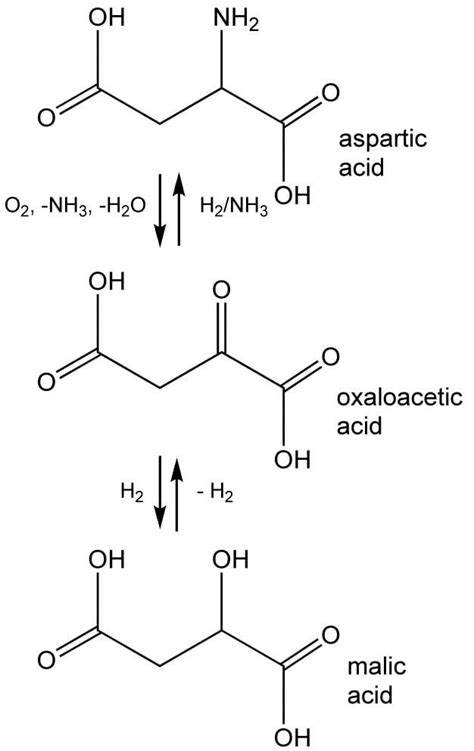 Oxaloacetic acid - Alchetron, The Free Social Encyclopedia