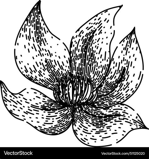 Blue clematis sketch hand drawn Royalty Free Vector Image