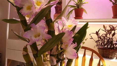 Dendrobium Nobile Den Cloud Snow Bunny Youtube