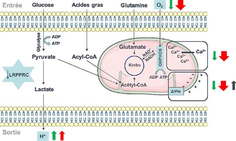 Impact De La Mutation De LRPPRC Sur La Fonction Mitochondriale Et