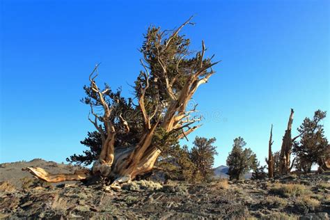 Ancient Bristlecone Pines, Pinus Longaeva, in the White Mountains of ...