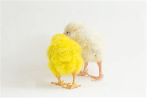 Small Yellow And White Chicken Isolated Stock Image Image Of Young