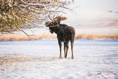 Wyoming Moose in my yard. - A Ranch Mom