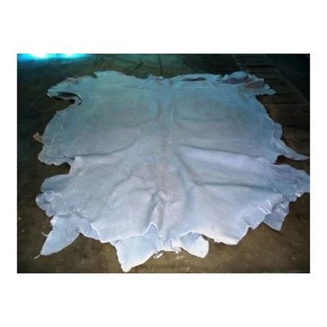 Blue Wet Hides, Skin Type Grain at best price in Chennai | ID: 8019659330