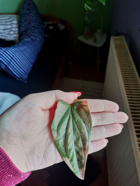 Leaf color change : r/houseplants