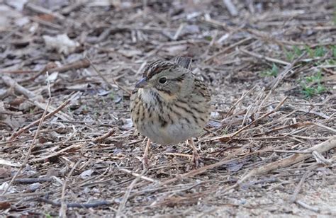 Lincolns Sparrow