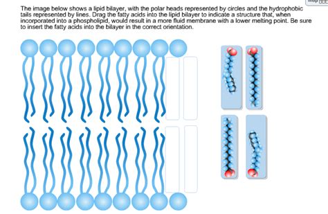 Solved please help: The image below shows a lipid bilayer, | Chegg.com